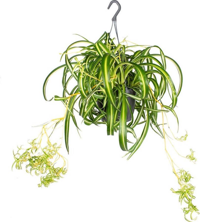 Bloomique Graslelie in hangpot Chlorophytum 'Green Bonnie' per stuk Kamerplant ⌀17 cm ↕20 cm