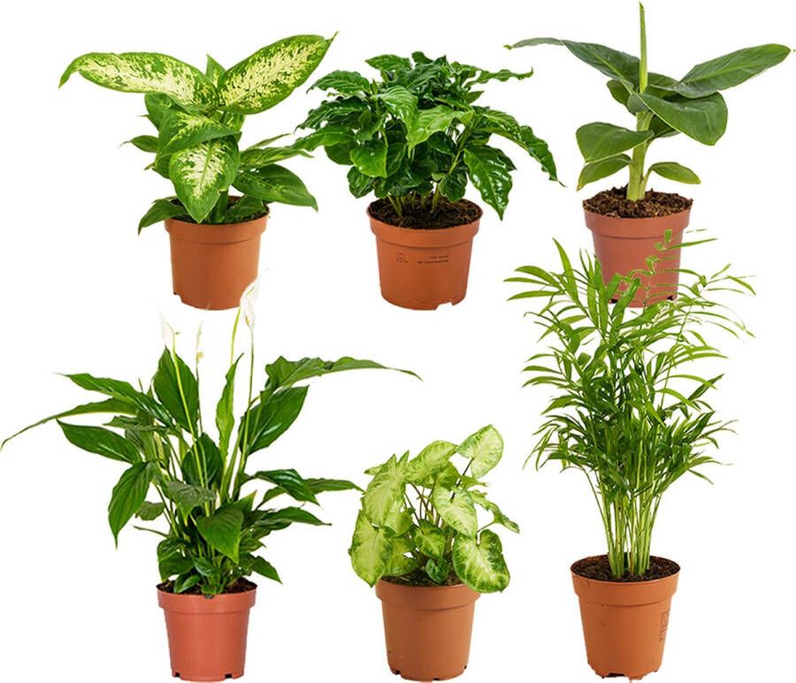 Bloomique Groene Kamerplantenmix Set Van 6 Onderhoudsvriendelijk ⌀12 Cm ↕ 25 45 Cm