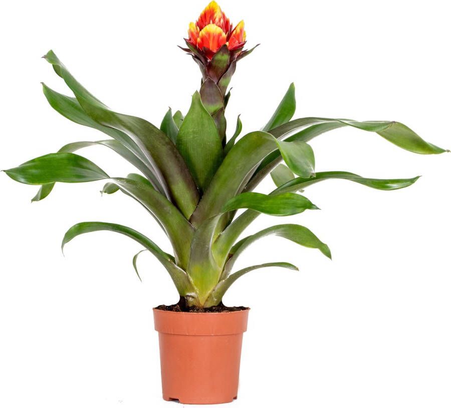 Bloomique Guzmania Crown – Kokerplant – Kamerplant – Onderhoudsvriendelijk – ⌀12 cm – 40-50 cm