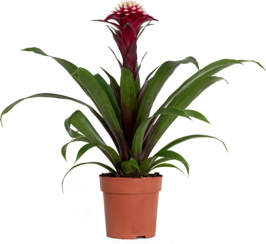 Bloomique Guzmania Fransesca – Kokerplant – Kamerplant – Onderhoudsvriendelijk – ⌀12 cm – 40-50 cm