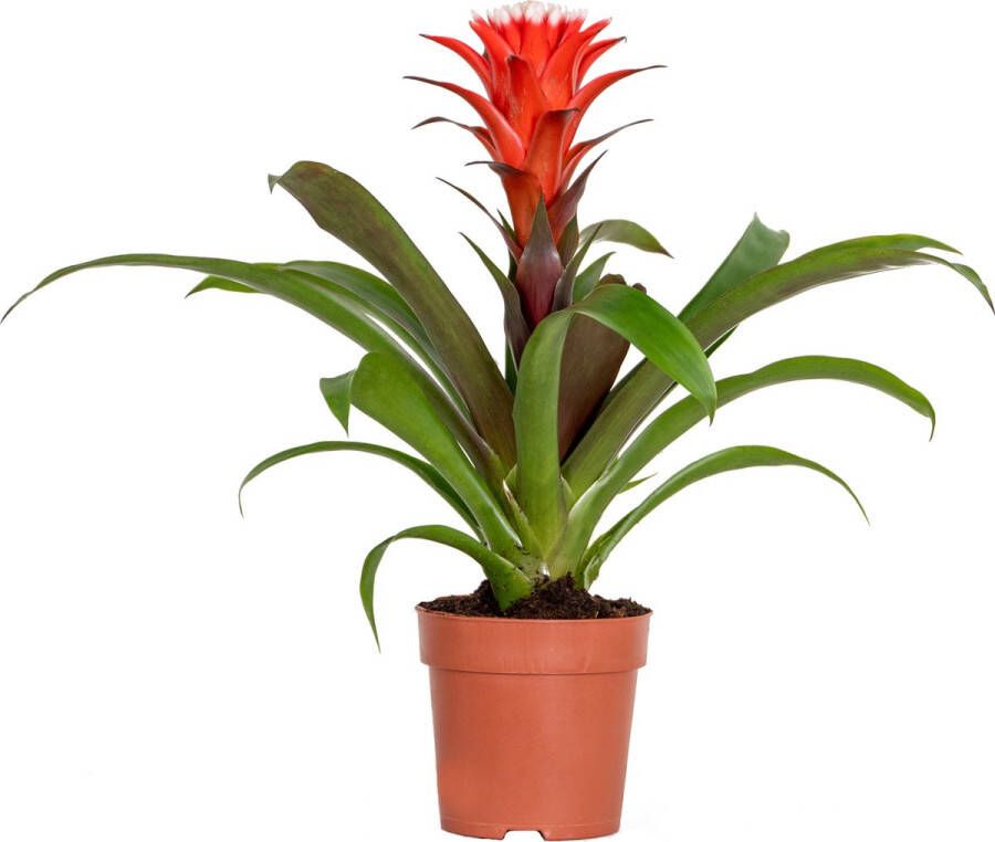 Bloomique Guzmania Hope – Kokerplant – Kamerplant – Onderhoudsvriendelijk – ⌀12 cm – 35-45 cm