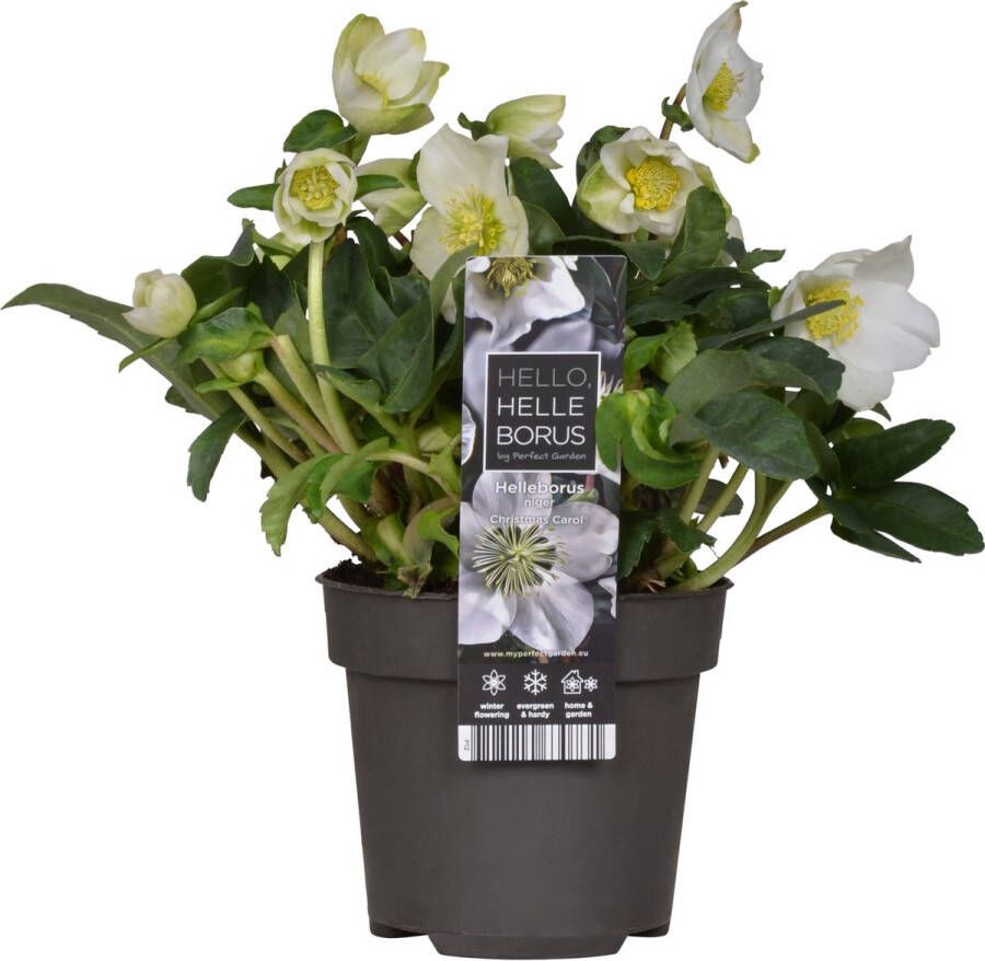 Bloomique Helleborus 'christmas Carol' Winterbloeier Onderhoudsvriendelijk ⌀12 Cm ↕20 Cm