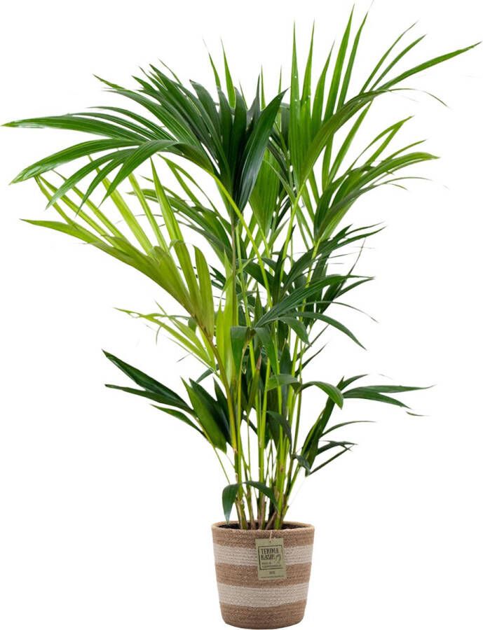 Bloomique Howea Forsteriana Incl. Jute Mand Kentiapalm Luchtzuiverend ⌀19 Cm ↕90-100 Cm