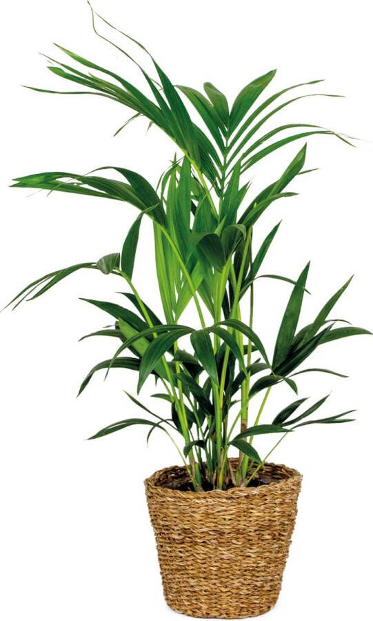 Bloomique Howea Forsteriana Incl Zeegras Mand Kentia palm Luchtzuiverend ⌀19 cm 90-100 cm