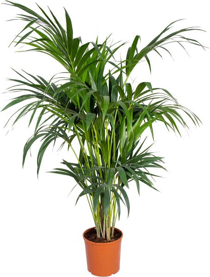 Bloomique Howea forsteriana Kentia palm Kamerplant Luchtzuiverend ⌀24 cm 120-130 cm