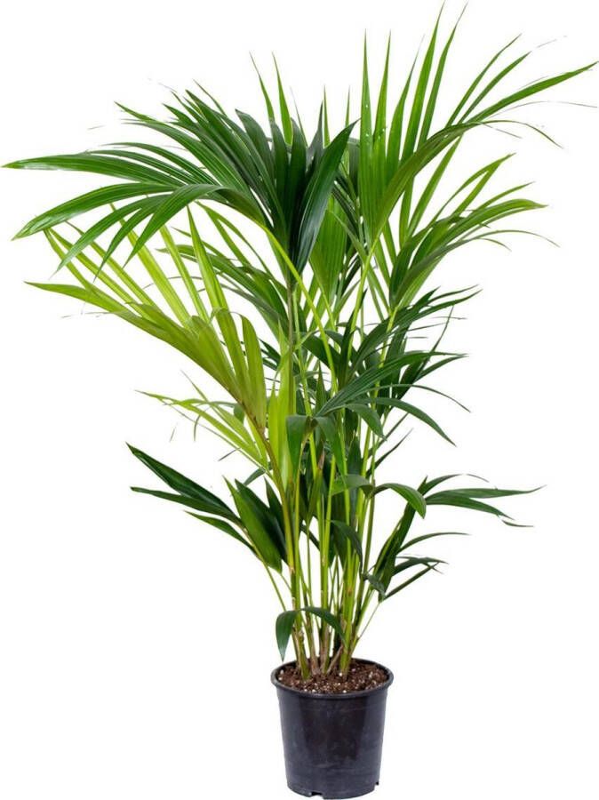 Bloomique Kentiapalm | Howea 'Forsteriana' per stuk Kamerplant in kwekerspot ⌀18 cm ↕100 cm