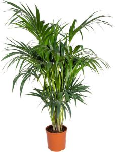 Bloomique Howea forsteriana Kentiapalm Kamerplant Luchtzuiverend ⌀24 cm 120-130 cm