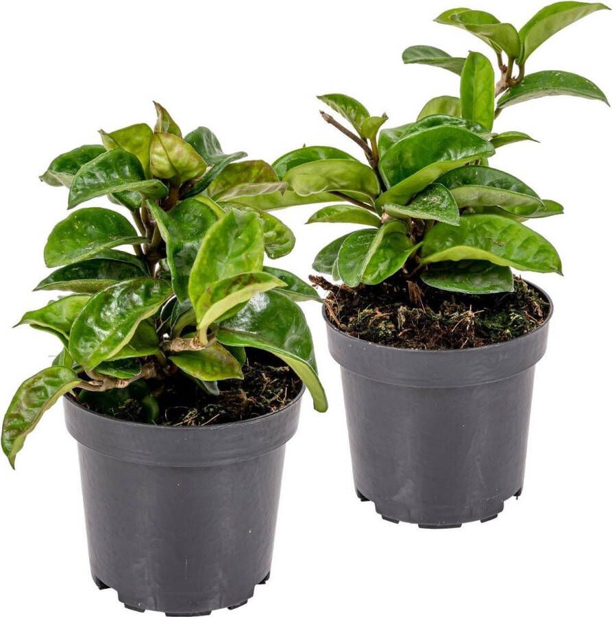 Bloomique Hoya 'Krinkle' per 2 stuks | Kamerplant in kwekerspot ⌀10 cm ↕15 cm