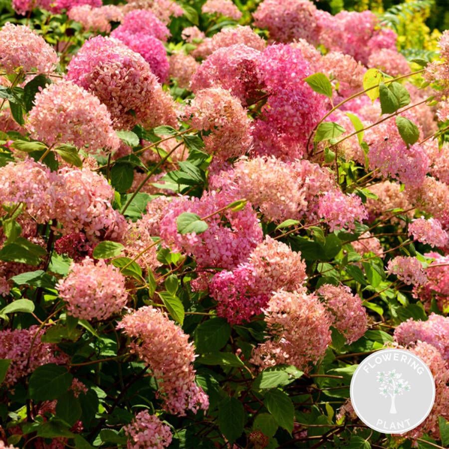 Bloomique Hydrangea 'Pink Annabelle' – Hortensia – Roze – Heester – Winterhard ⌀19 cm 40-50 cm
