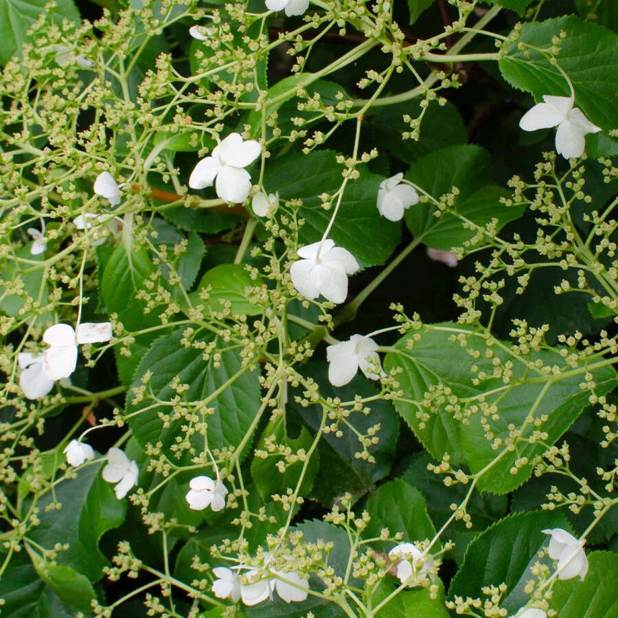 Bloomique Hydrangea 'Petiolaris' – Klimhortensia – Klimplant – Zelfhechtend ⌀15 cm 60-70 cm