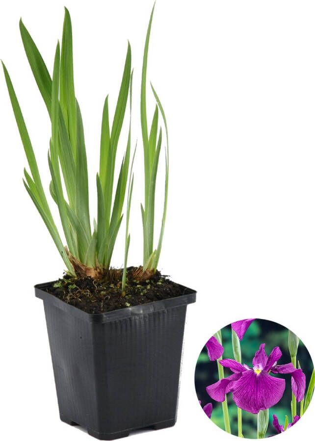 Bloomique Iris 'Kaempferi' – Japanse Iris – Vijverplant –Winterhard – ⌀9 cm 20-30 cm