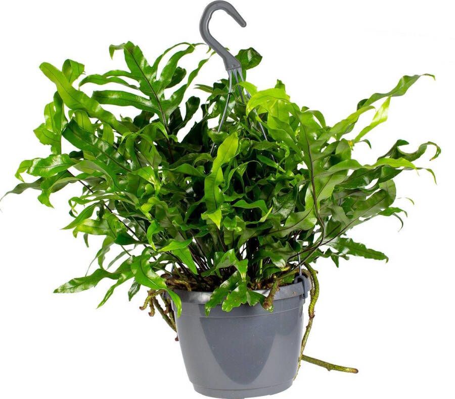 Bloomique Javavaren | Microsorum 'Diversifolium' in hangpot per stuk Kamerplant ⌀17 cm ↕20 cm