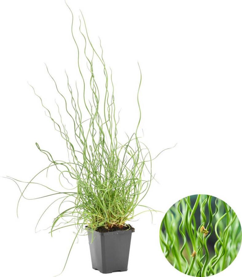 Bloomique Juncus Spiralis – Kurkentrekkersgras – Onderhoudsvriendelijk – Zone 1 2 – ⌀9cm ↕30-40 Cm