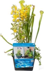 Bloomique Kant-en-klare Mixmand met 3 waterplanten per Stuk Vijverplant in Kwekerspot ⌀ 10 cm ↕20-30 cm