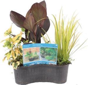 Bloomique Kant-en-klare Mixmand ovaal per Stuk Vijverplant in Kwekerspot ⌀ 40 cm ↕25-35 cm