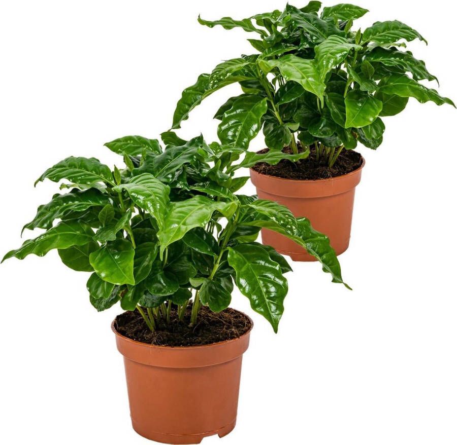 Bloomique Koffieplant | Coffea Arabica per 2 stuks Kamerplant in kwekerspot ⌀12 cm ↕25 cm