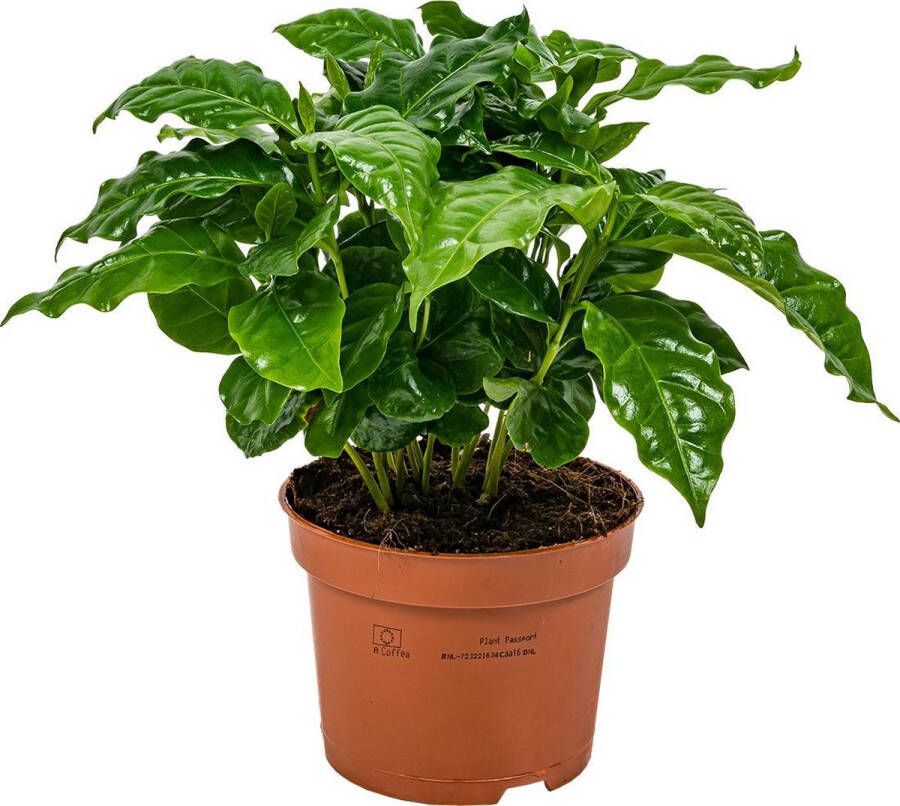 Plantjetekoop Koffieplant | Coffea Arabica per stuk Kamerplant in kwekerspot ⌀12 cm ↕25 cm