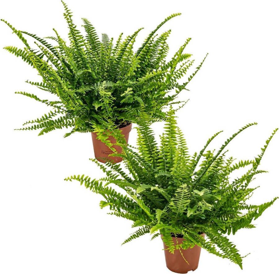 Bloomique Krulvaren | Nephrolepis per 2 stuks Luchtzuiverende kamerplant in kwekerspot ⌀12 cm ↕40 cm