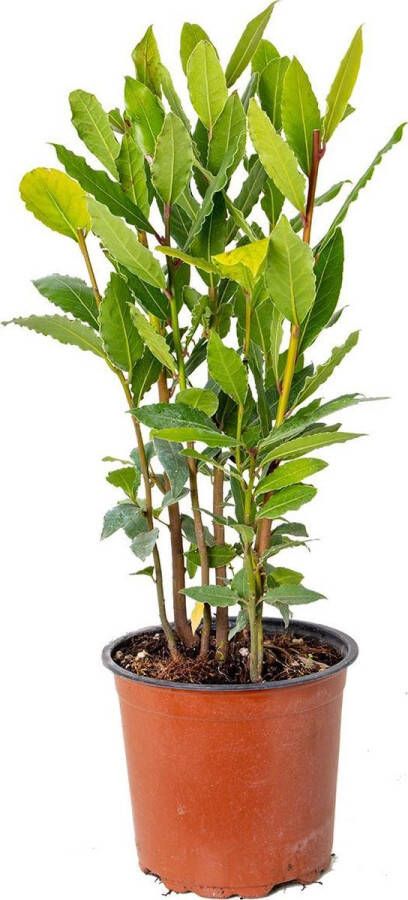 Bloomique Laurier | Laurus Nobilis Buitenplant in kwekerspot ⌀15 cm ↕30-40 cm