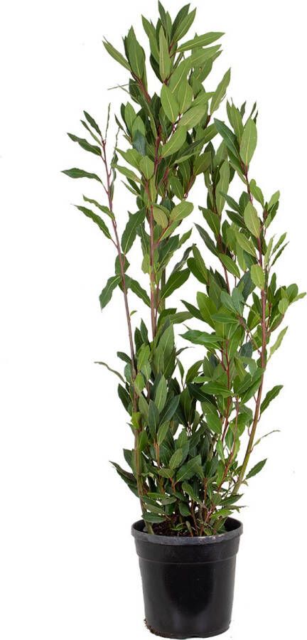 Bloomique Laurier | Laurus Nobilis Buitenplant in kwekerspot ⌀21 cm ↕60-70 cm