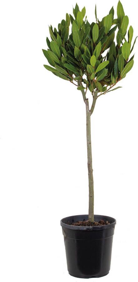 Bloomique Laurier | Laurus Nobilis op stam Buitenplant in kwekerspot ⌀21 cm ↕70-80 cm