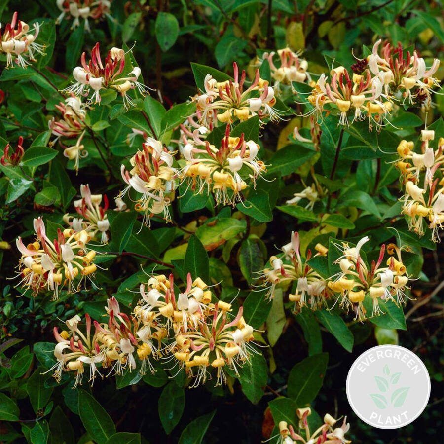 Bloomique Lonicera Henryi – Kamperfoelie – Klimplant – Bladhoudend ⌀15 cm 60-70 cm