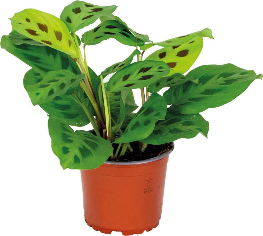 Bloomique Maranta 'Kerchoveana'– Gebedsplant – Kamerplant – Luchtzuiverend – ⌀12cm –10-15cm