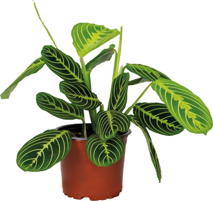 Bloomique Maranta Lemon Lime Gebedsplant Kamerplant Luchtzuiverende plant voor binnen ⌀12 cm 10-15 cm