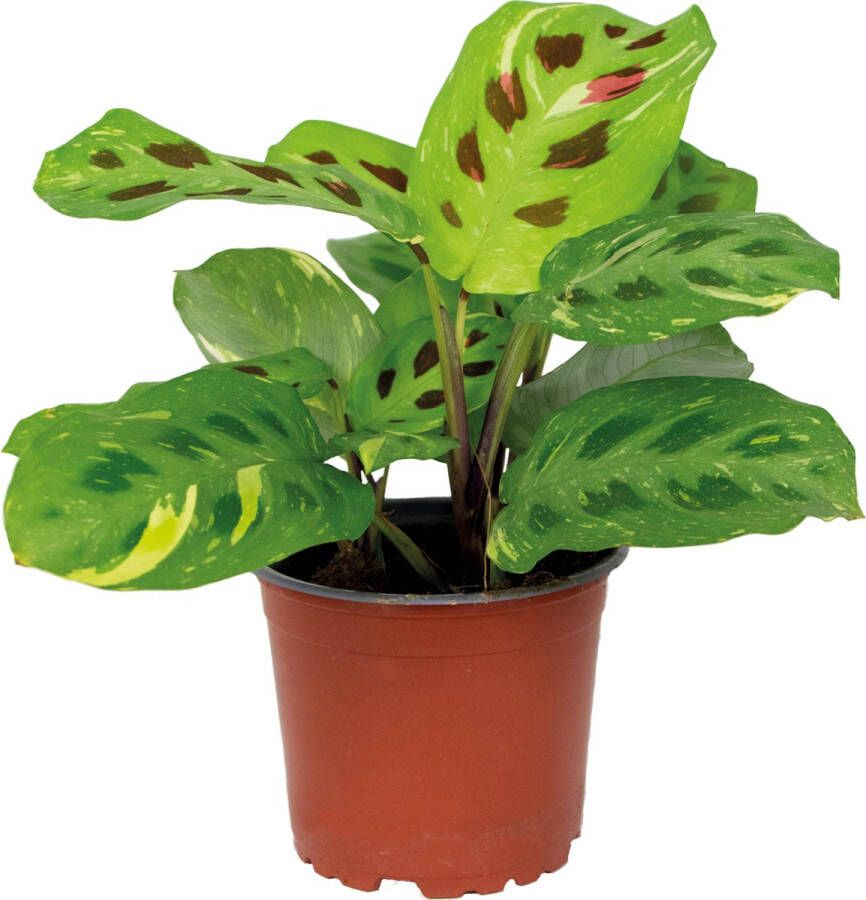 Bloomique Maranta Variegata – Gebedsplant – Kamerplant – Luchtzuiverend – ⌀12cm –10-15 cm