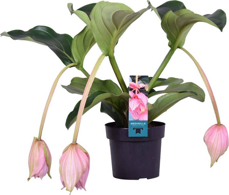Bloomique Medinilla magnefica Trosbloem Kamerplant Onderhoudsvriendelijke plant voor binnen ⌀17 cm 50-60 cm