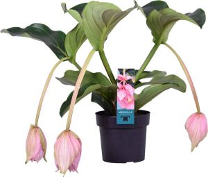 Bloomique Medinilla magnefica – Trosbloem – Kamerplant – Onderhoudsvriendelijk – ⌀17 cm 50-60 cm