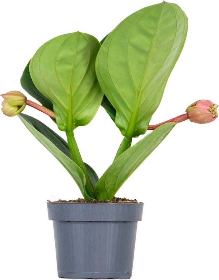 Bloomique Medinilla magnifica 'Lambada'– Trosbloem – Kamerplant – Onderhoudsvriendelijk – ⌀14 cm 35-45 cm