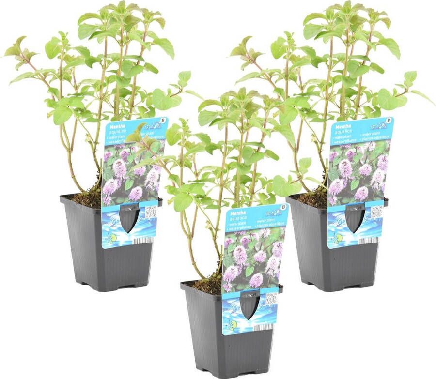 Bloomique Watermunt Mentha Aquatica per 3 Stuks Vijverplant in Kwekerspot ⌀ 9 cm ↕ 10-20 cm