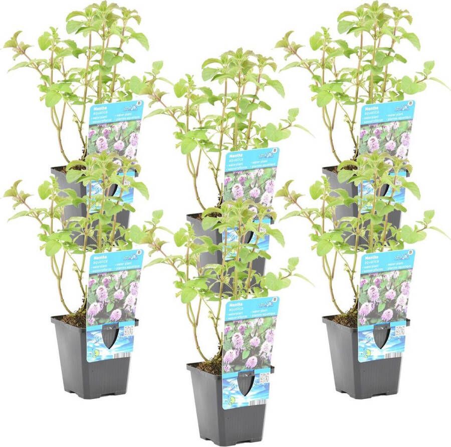 Bloomique Watermunt Mentha Aquatica per 6 Stuks Vijverplant in Kwekerspot ⌀ 9 cm ↕ 10-20 cm