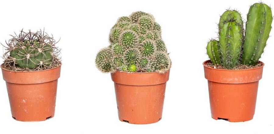 Bloomique 3x Cactus Mix – Succulent – Onderhoudsvriendelijk ⌀8 5 Cm –↕10-15 Cm