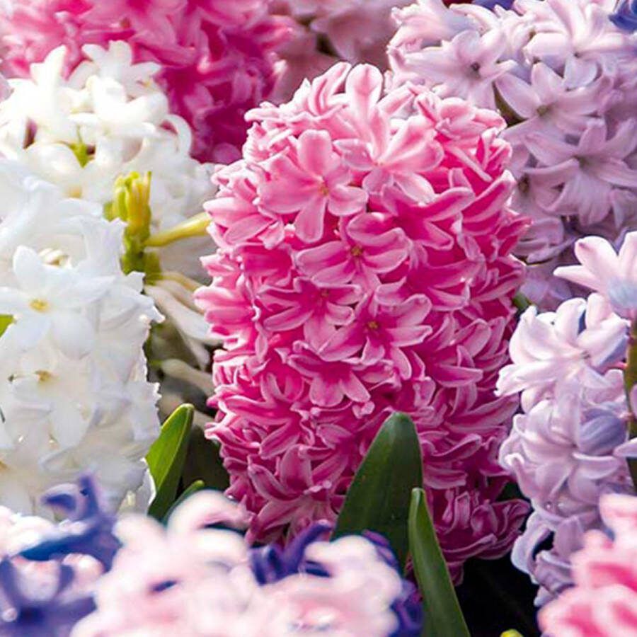 Bloomique Mix van 10 Hyacinthus Hyacint Mix van Kleuren Bloembollen Voorjaarsbloeiend Meerjarige Planten Groeit tot 20-25 cm