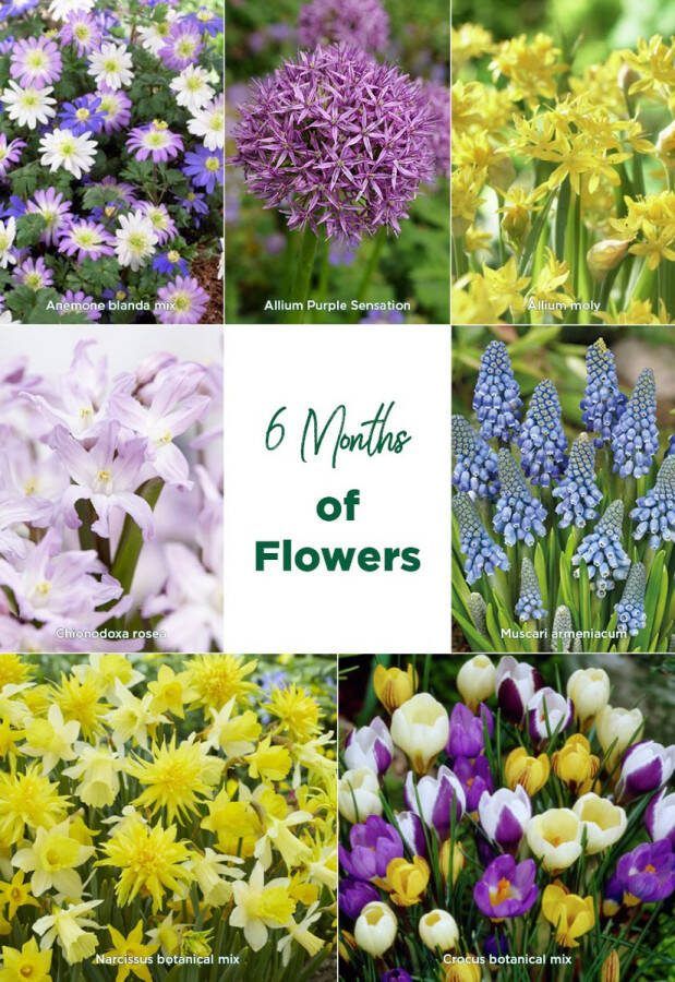 Bloomique Mix van 100 6 Maanden Bloemen Mix van Kleuren Mix van 7 Soorten Bloembollen Voorjaarsbloeiend Meerjarige Planten Groeit van 5 tot 90 cm
