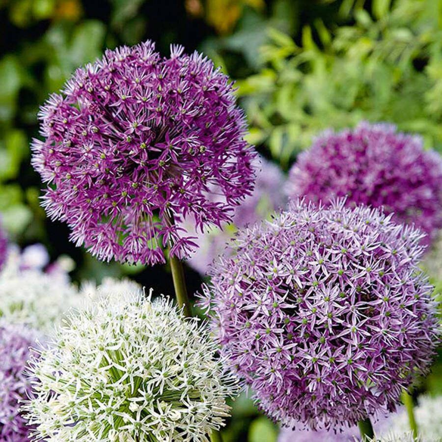 Bloomique Mix van 15 Allium Fantasia Look Sierui Blauw Wit Paars Bloembollen Voorjaarsbloeiend Meerjarige Planten Groeit tot 70-90 cm