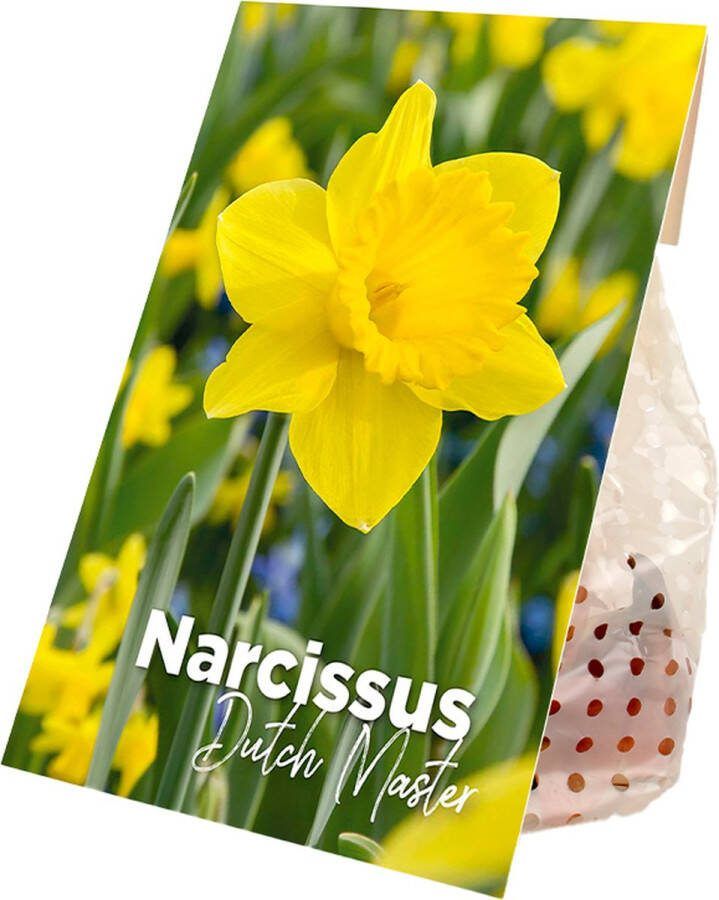 Bloomique Mix van 15 Narcissus Dutch Master Grote Gele Narcis Bloembollen Voorjaarsbloeiend Meerjarige Planten Groeit tot 35-45 cm