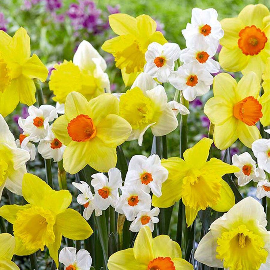 Bloomique Mix van 15 Narcissus Narcis Geurende Mix van Kleuren Bloembollen Voorjaarsbloeiend Meerjarige Planten Groeit tot 35-45 cm