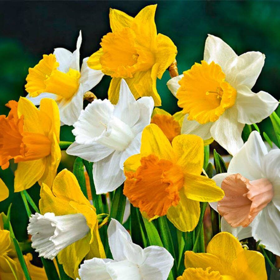Bloomique Mix van 15 Narcissus Narcis Grootbloemige Mix van Kleuren Bloembollen Voorjaarsbloeiend Meerjarige Planten Groeit tot 35-45 cm