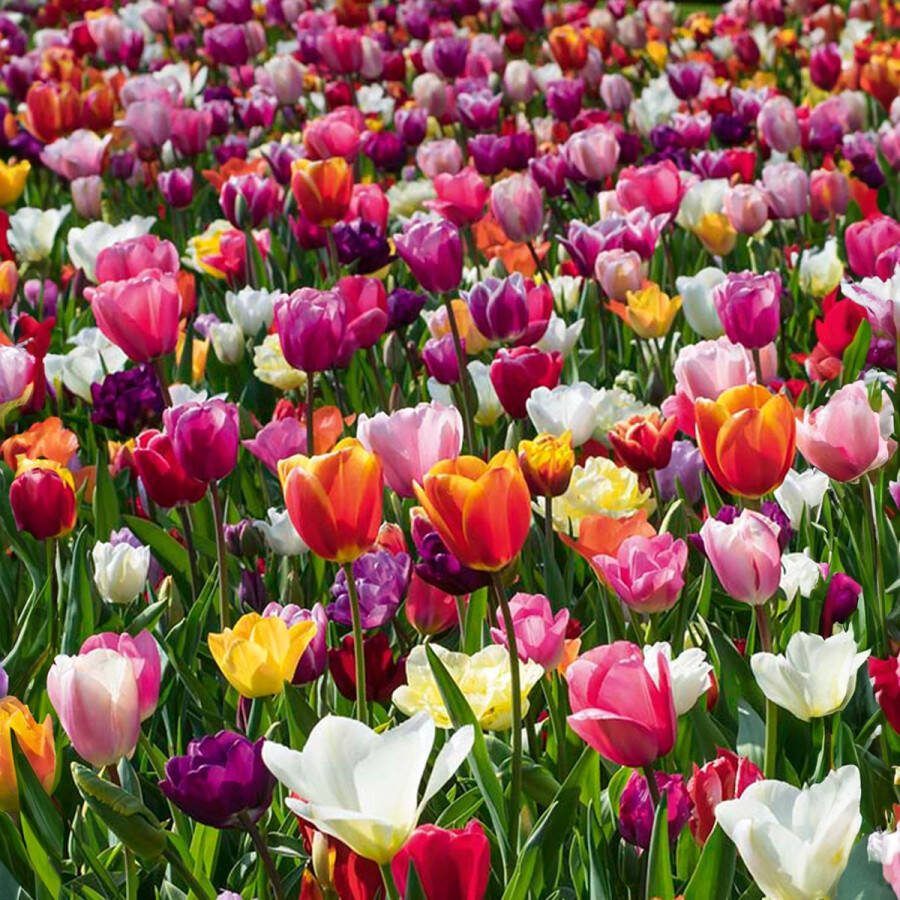 Bloomique Mix van 20 60 dagen Tulpen Tulpenbollen Mix van Kleuren Bloembollen Voorjaarsbloeiend Meerjarige Planten Groeit tot 25-60 cm