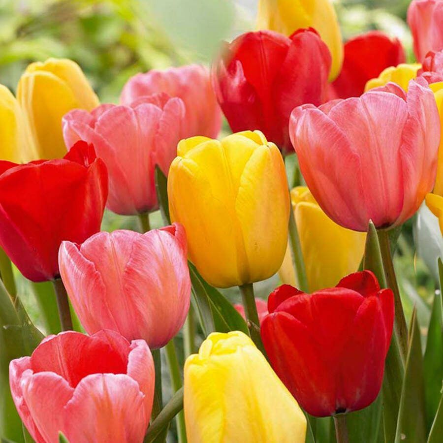 Bloomique Mix van 20 Tulipa Darwin Hybrid Mix Tulpenbollen Mix van Kleuren Bloembollen Voorjaarsbloeiend Meerjarige Planten Groeit tot 55-60 cm