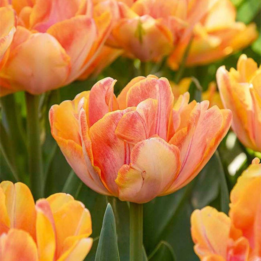 Bloomique Mix van 20 Tulipa Double Peach Tulpenbollen Dubbele Bloem Bloembollen Voorjaarsbloeiend Meerjarige Planten Groeit tot 30-35 cm