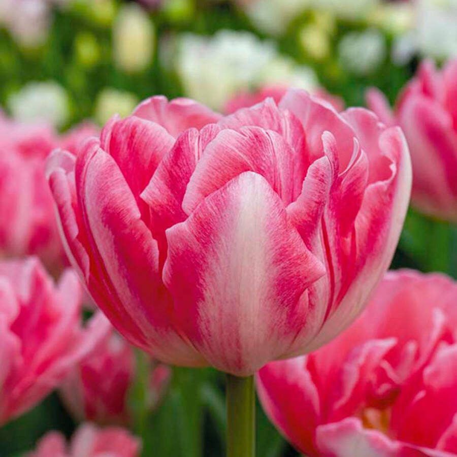 Bloomique Mix van 20 Tulipa Double Pink Tulpenbollen Dubbele Bloem Bloembollen Voorjaarsbloeiend Meerjarige Planten Groeit tot 30-35 cm