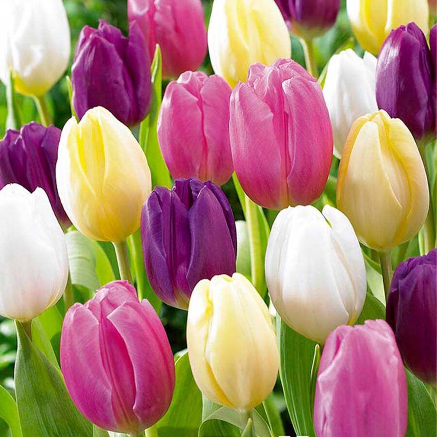 Bloomique Mix van 20 Tulipa Regenboog Mix Tulpenbollen Bloembollen Voorjaarsbloeiend Meerjarige Planten Groeit tot 30-35 cm
