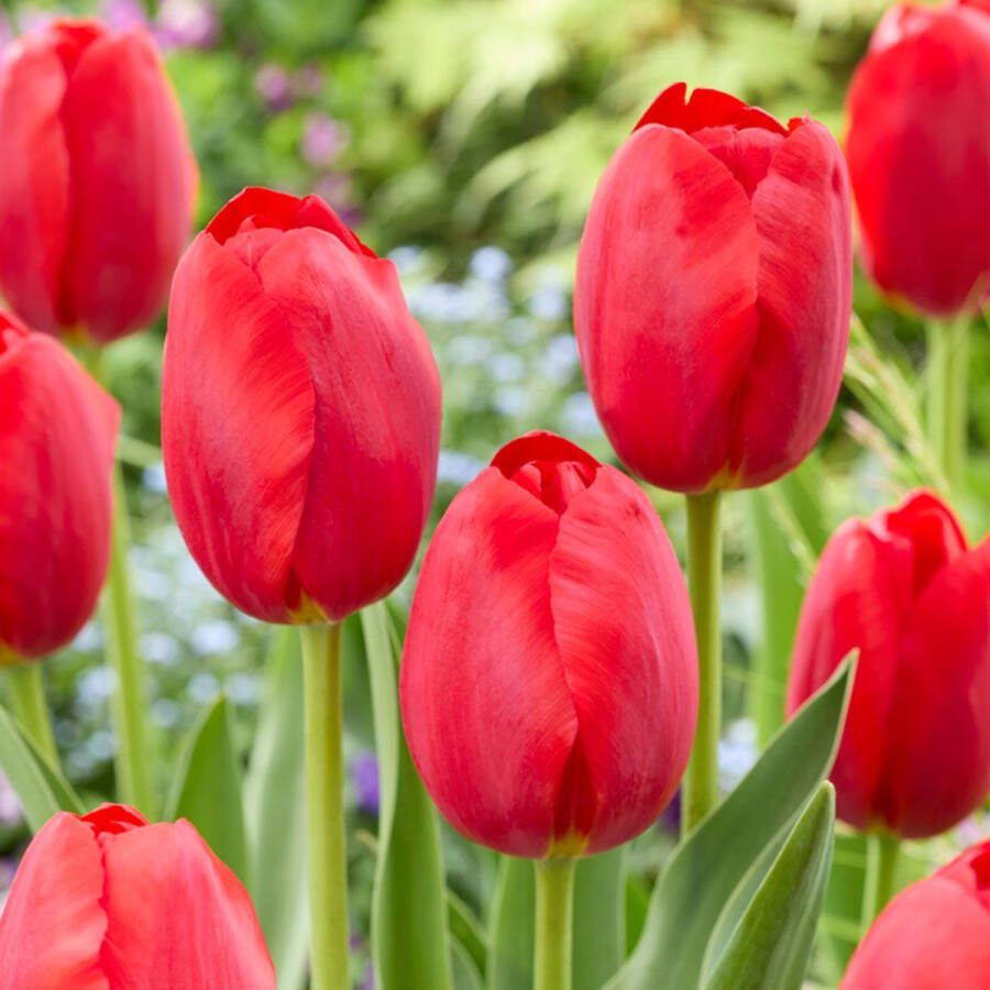 Bloomique Mix van 20 Tulipa Tulpenbollen Rood Bloembollen Voorjaarsbloeiend Meerjarige Planten Groeit tot 50-55 cm