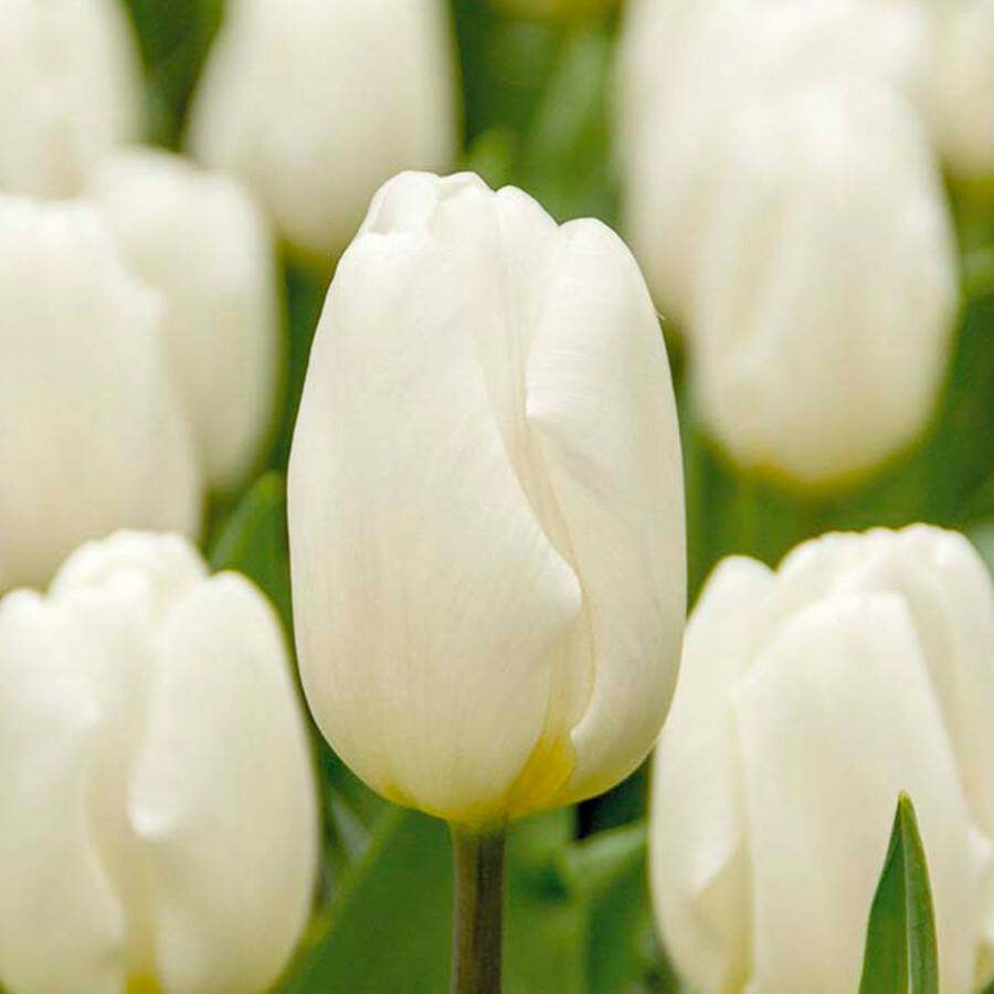 Bloomique Mix van 20 Tulipa Tulpenbollen Wit Bloembollen Voorjaarsbloeiend Meerjarige Planten Groeit tot 30-35 cm
