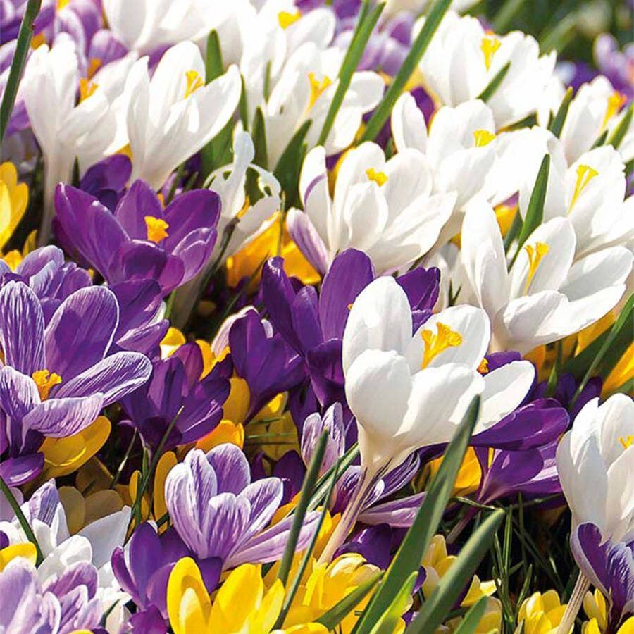 Bloomique Mix van 40 Crocus Krokus Mix van Kleuren Bloembollen Voorjaarsbloeiend Meerjarige Planten Groeit tot 10-15 cm