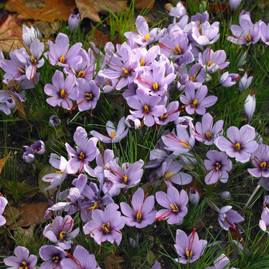 Bloomique Mix van 40 Crocus Sativus Saffraankrokus Blauw Bloembollen Najaarsbloeiend Meerjarige Planten Groeit tot 5-10 cm